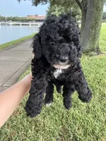 Maltipoo, a male Maltipoo for sale in Houston, TX – 7 of 7