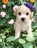 Dollie, a female Maltipoo for sale in Houston, TX – 2 of 4