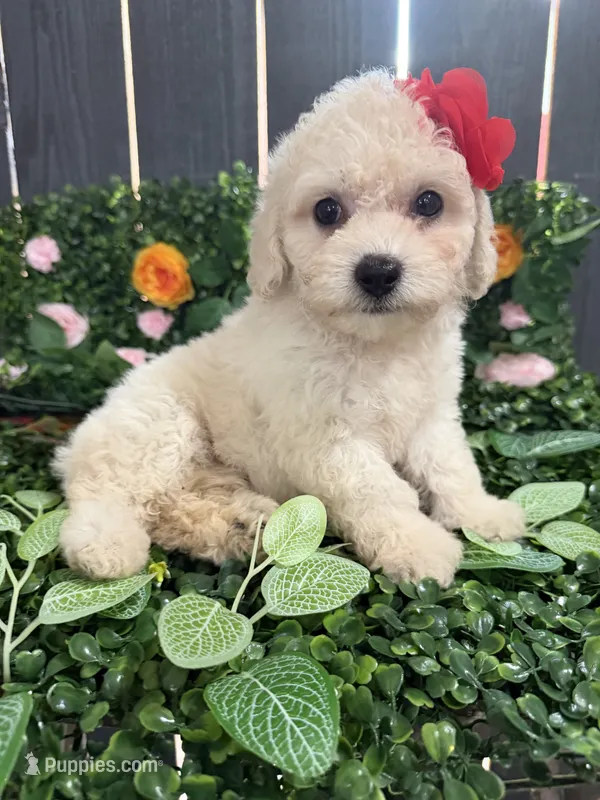 Belle, a female Maltipoo for sale in Houston, TX – 1 of 3