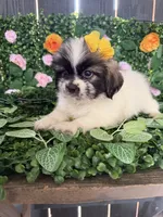 Minnie, a female Shih Tzu for sale in Houston, TX – 2 of 2
