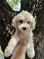  Chanel, a female Maltipoo for sale in Houston, TX – 2 of 2