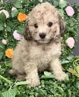 Brownie, a male Maltipoo for sale in Houston, TX – 2 of 2