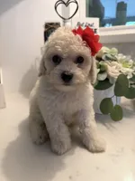 Belle, a female Maltipoo for sale in Houston, TX – 3 of 3