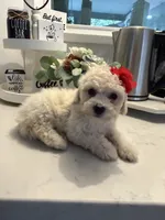 Belle, a female Maltipoo for sale in Houston, TX – 2 of 3
