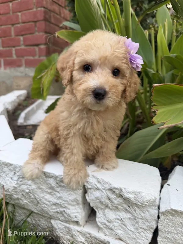 Daisy  – Maltipoo puppy for sale in Houston, TX