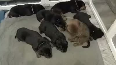 Facility video