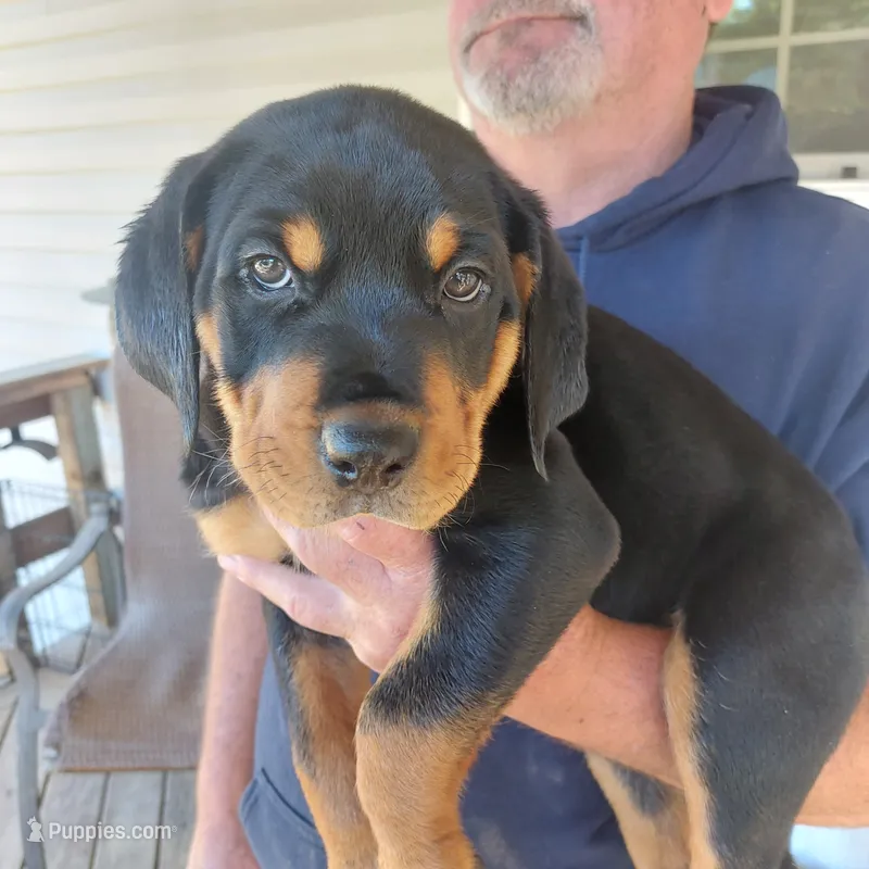 Light Blue – Rottweiler, Cane Corso puppy for sale in Hot Springs National Park, AR