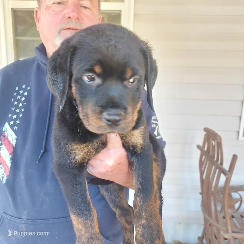 Green collar – Rottweiler, Cane Corso puppy for sale in Hot Springs National Park, AR