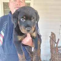 Green collar, a male Rottweiler and Cane Corso for sale in Hot Springs National Park, AR – 1 of 1