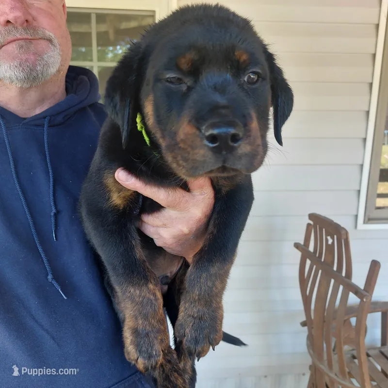 Chartreuse collar – Rottweiler, Cane Corso puppy for sale in Hot Springs National Park, AR