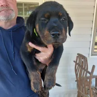 Chartreuse collar, a male Rottweiler and Cane Corso for sale in Hot Springs National Park, AR – 1 of 1