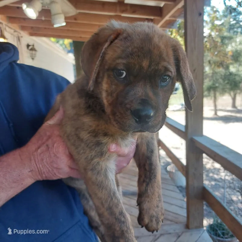 Black collar  – Rottweiler, Cane Corso puppy for sale in Hot Springs National Park, AR