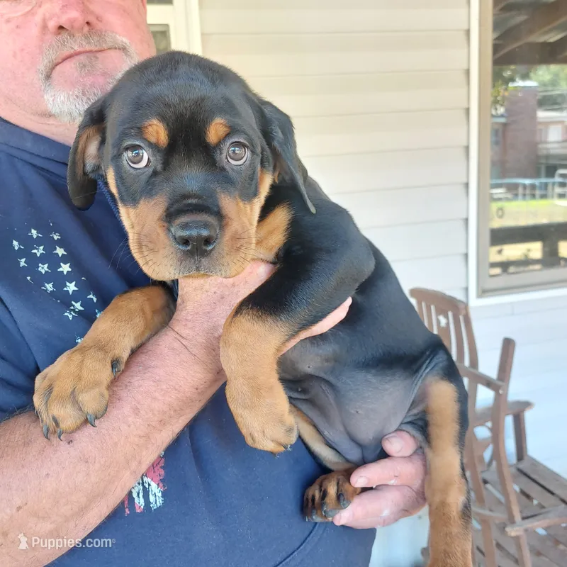 Gray collar – Rottweiler, Cane Corso puppy for sale in Hot Springs National Park, AR