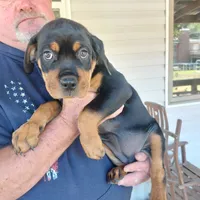 Gray collar, a female Rottweiler and Cane Corso for sale in Hot Springs National Park, AR – 1 of 1