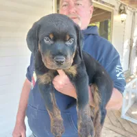 Dark Blue collar , a female Rottweiler and Cane Corso for sale in Hot Springs National Park, AR – 1 of 1