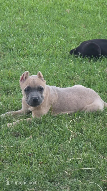 Bella – Cane Corso puppy for sale in Hephzibah, GA