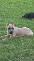 Bella, a female Cane Corso for sale in Hephzibah, GA – 1 of 8