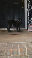 Raven, a female Cane Corso for sale in Hephzibah, GA – 3 of 8