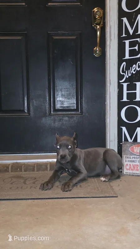 Titan – Cane Corso puppy for sale in Hephzibah, GA