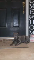 Titan, a male Cane Corso for sale in Hephzibah, GA – 1 of 8