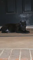Raven, a female Cane Corso for sale in Hephzibah, GA – 2 of 8