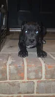 Nova, a female Cane Corso for sale in Hephzibah, GA – 2 of 8