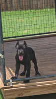 Nyx, a female Cane Corso for sale in Hephzibah, GA – 3 of 7