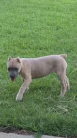 Bella, a female Cane Corso for sale in Hephzibah, GA – 3 of 8