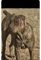 Nova, a female Cane Corso for sale in Hephzibah, GA – 7 of 8
