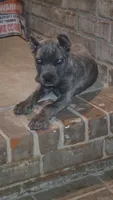 Luna, a female Cane Corso for sale in Hephzibah, GA – 3 of 8