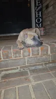 Bella, a female Cane Corso for sale in Hephzibah, GA – 4 of 8