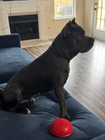 Bruno, a male Cane Corso for sale in Hephzibah, GA – 3 of 4