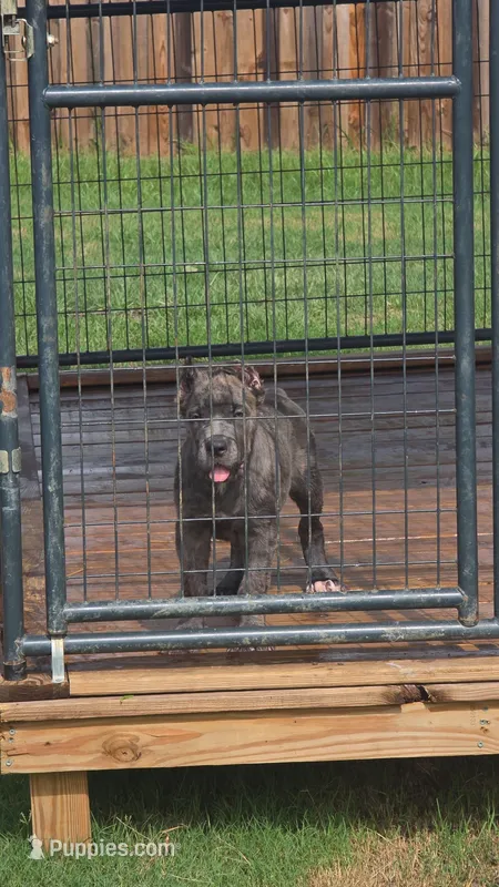 Bruno – Cane Corso puppy for sale in Hephzibah, GA
