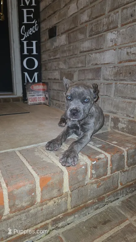 Luna – Cane Corso puppy for sale in Hephzibah, GA
