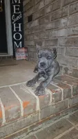 Luna, a female Cane Corso for sale in Hephzibah, GA – 1 of 8