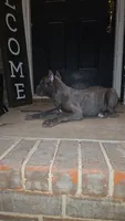 Diesel, a male Cane Corso for sale in Hephzibah, GA – 4 of 8