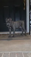 Diesel, a male Cane Corso for sale in Hephzibah, GA – 3 of 8