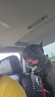 Nova, a female Cane Corso for sale in Hephzibah, GA – 8 of 8