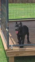 Nyx, a female Cane Corso for sale in Hephzibah, GA – 4 of 7