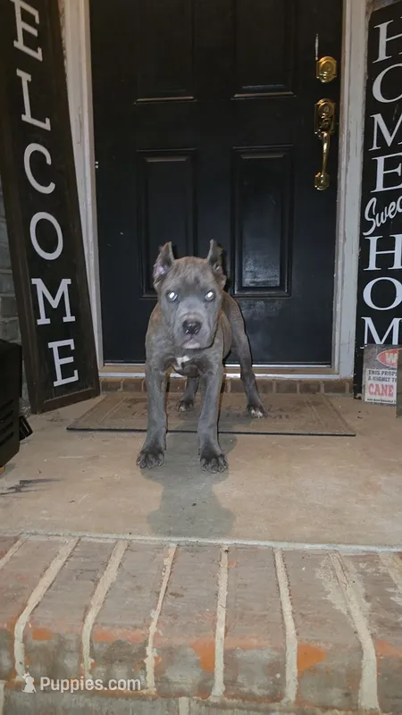 Diesel – Cane Corso puppy for sale in Hephzibah, GA