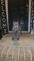 Diesel, a male Cane Corso for sale in Hephzibah, GA – 1 of 8