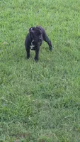 Nova, a female Cane Corso for sale in Hephzibah, GA – 4 of 8