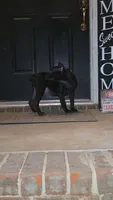 Raven, a female Cane Corso for sale in Hephzibah, GA – 4 of 8