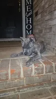 Luna, a female Cane Corso for sale in Hephzibah, GA – 4 of 8