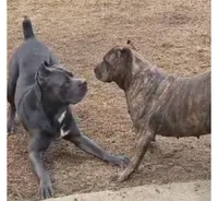 Diesel, a male Cane Corso for sale in Hephzibah, GA – 8 of 8