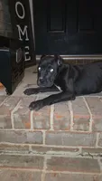 Nova, a female Cane Corso for sale in Hephzibah, GA – 3 of 8
