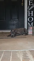 Titan, a male Cane Corso for sale in Hephzibah, GA – 3 of 8