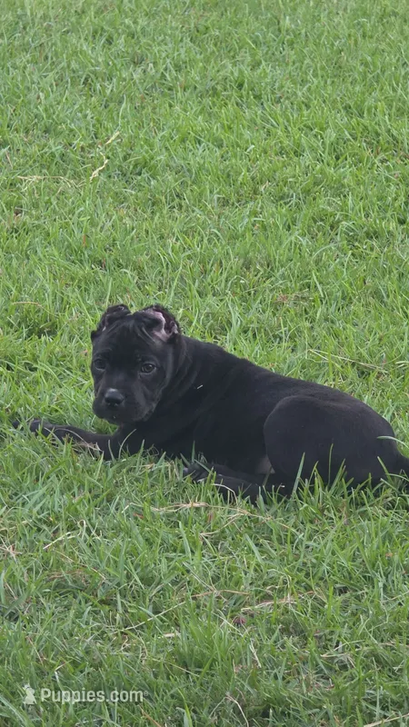 Nova – Cane Corso puppy for sale in Hephzibah, GA