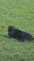 Nova, a female Cane Corso for sale in Hephzibah, GA – 1 of 8