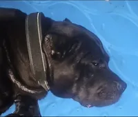 Nyx, a female Cane Corso for sale in Hephzibah, GA – 6 of 7